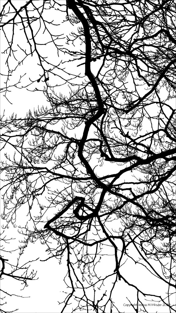 Natural patterns of winter branches