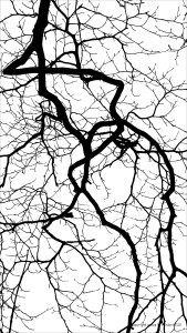 Natural patterns of winter branches