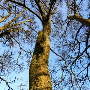 Lichens on tree bark