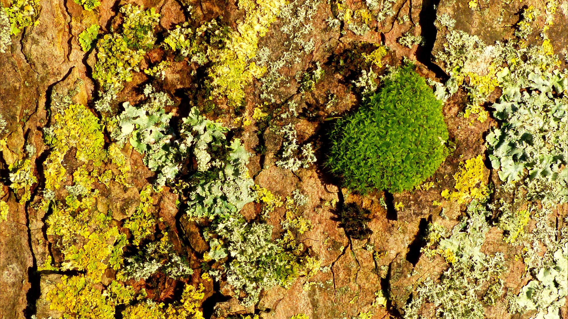Lichens on tree bark