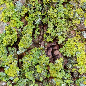 Lichens on tree bark