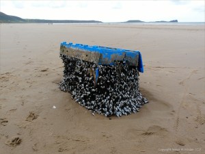 Flotsam blue crate with goose barnacles on sandy beach