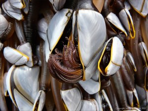 Close-up of goose barnacles on flotsam washed ashore