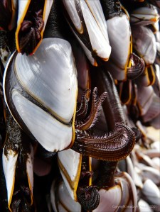 Close-up of goose barnacles on flotsam washed ashore