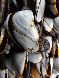 Close-up of goose barnacles on flotsam washed ashore