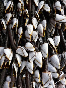 Close-up of goose barnacles on flotsam washed ashore