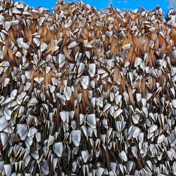 Flotsam blue crate with goose barnacles on sandy beach