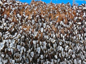 Flotsam blue crate with goose barnacles on sandy beach
