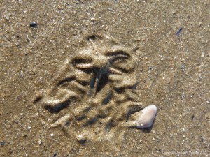 Tracks and traces on seashore sand