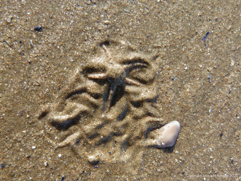 Tracks and traces on seashore sand