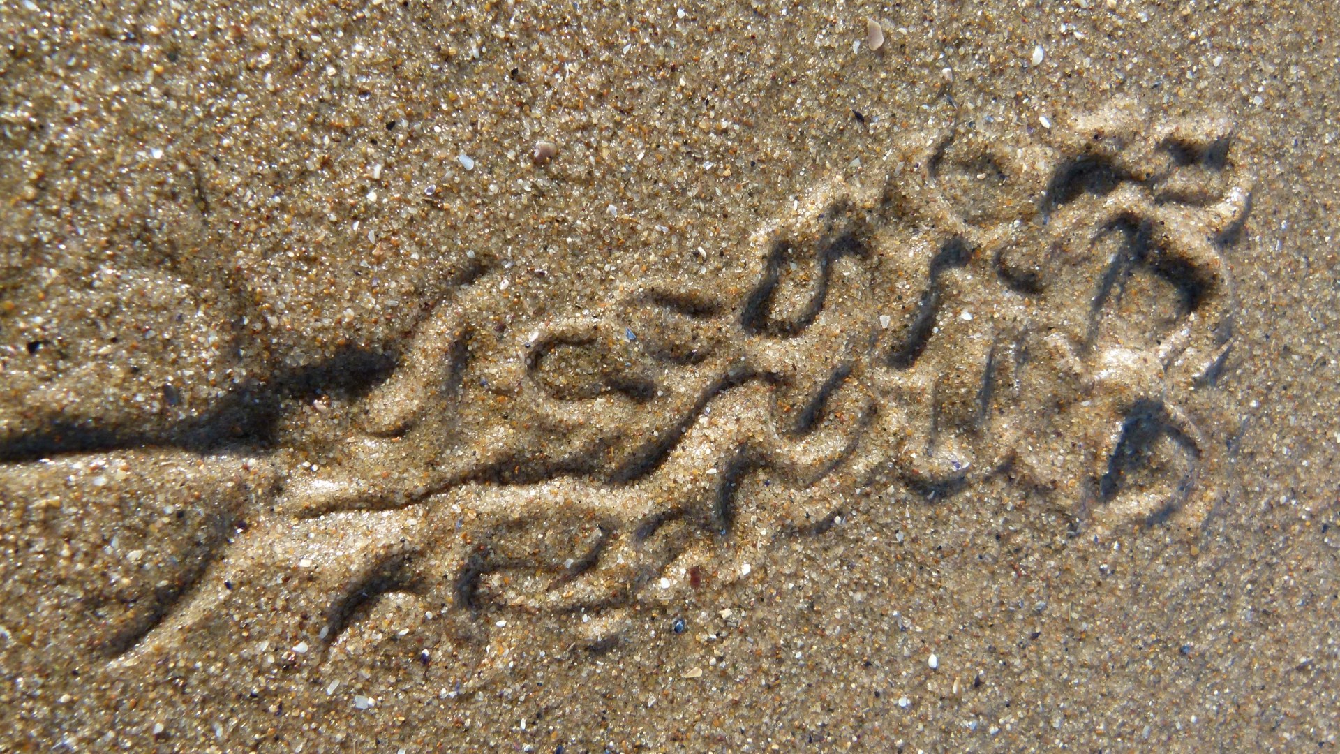 Tracks and traces on seashore sand