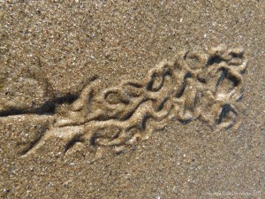 Tracks and traces on seashore sand