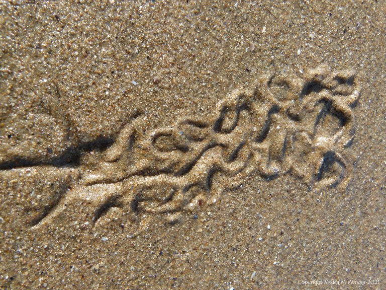 Tracks and traces on seashore sand