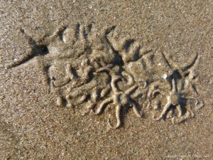 Tracks and traces on seashore sand