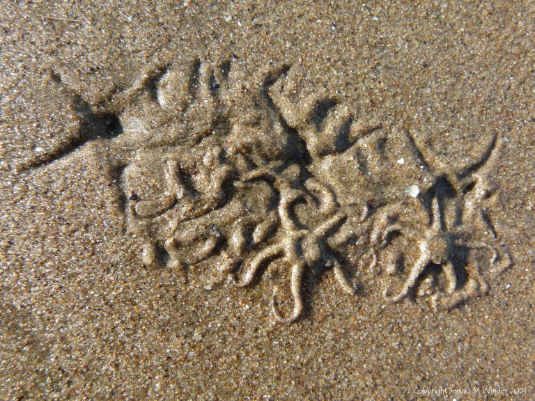 Tracks and traces on seashore sand