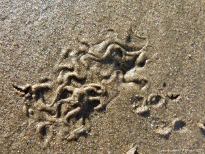 Tracks and traces on seashore sand