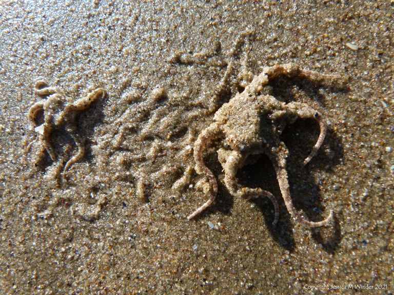 Tracks and traces on seashore sand