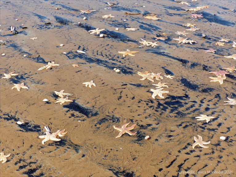 Patterns of black sediment on sand at low tide