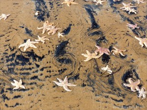 Patterns of black sediment on sand at low tide