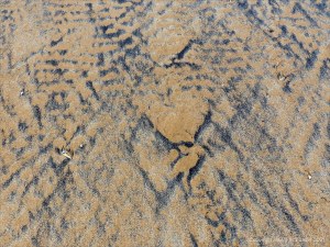 Patterns of black detritus on intertidal sand