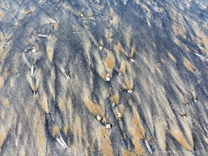 Patterns of fine black drift detritus on intertidal sand