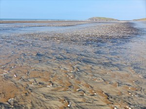 Patterns of fine black drift detritus on intertidal sand