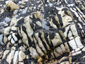 Patterns of mussels growing on rocks