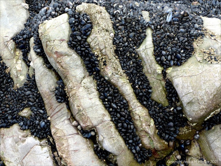 Patterns of mussels growing on rocks