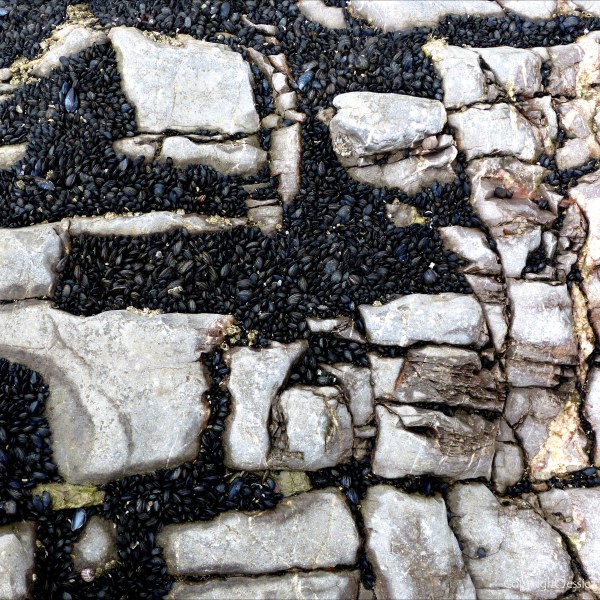 Patterns of mussels growing on rocks