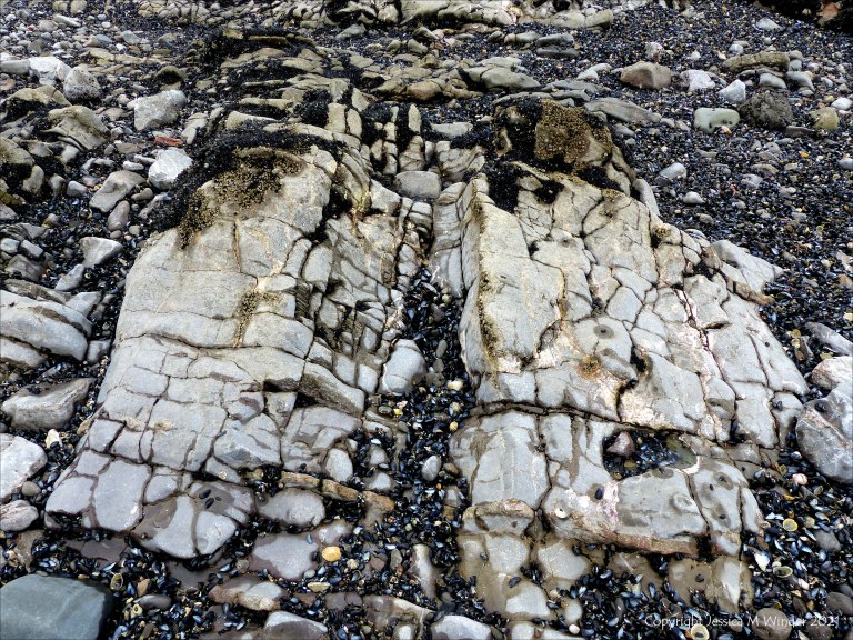 Patterns of mussels growing on rocks