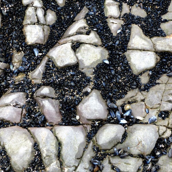 Patterns of mussels growing on rocks