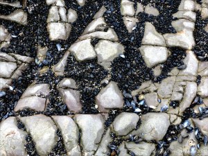Patterns of mussels growing on rocks