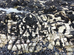 Patterns of mussels growing on rocks