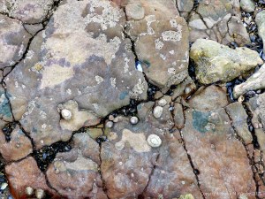 Rocks on the Worms Head Causeway in Gower