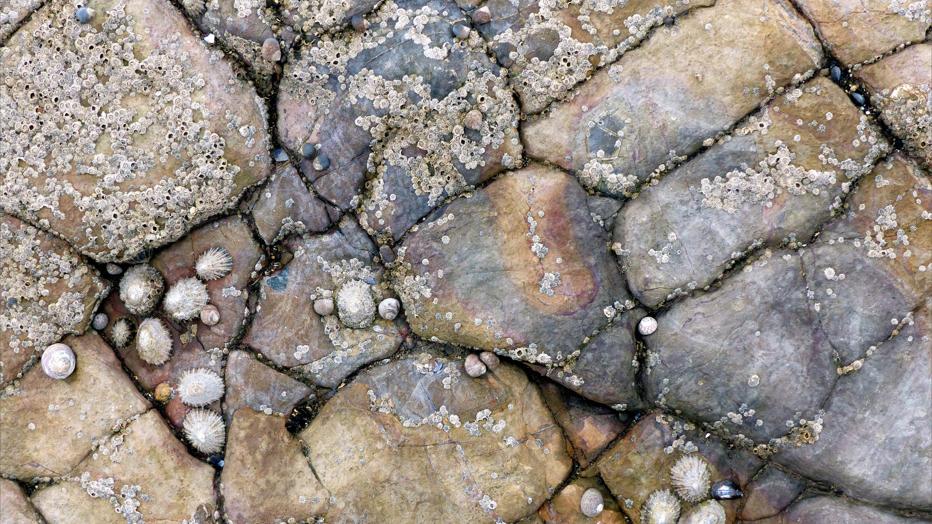Rocks on the Worms Head Causeway in Gower