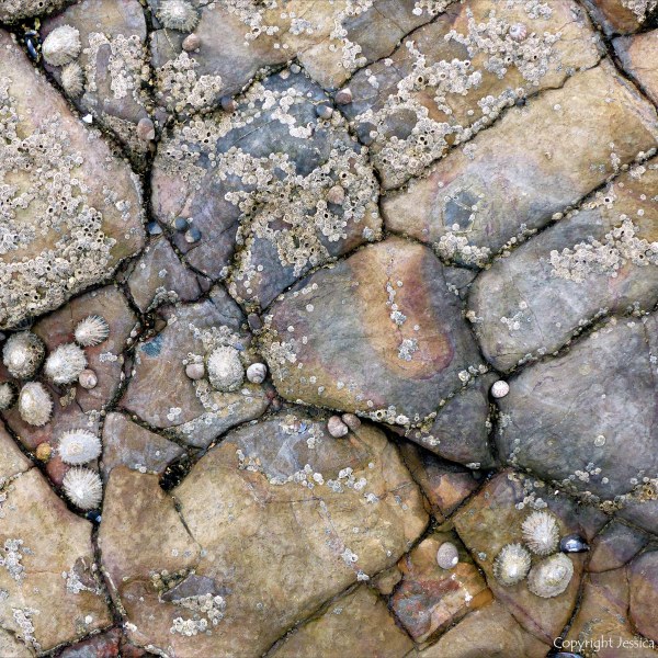 Rocks on the Worms Head Causeway in Gower
