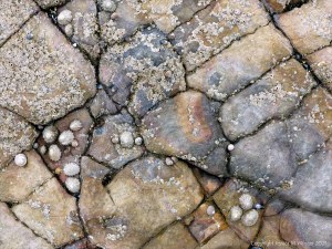 Rocks on the Worms Head Causeway in Gower