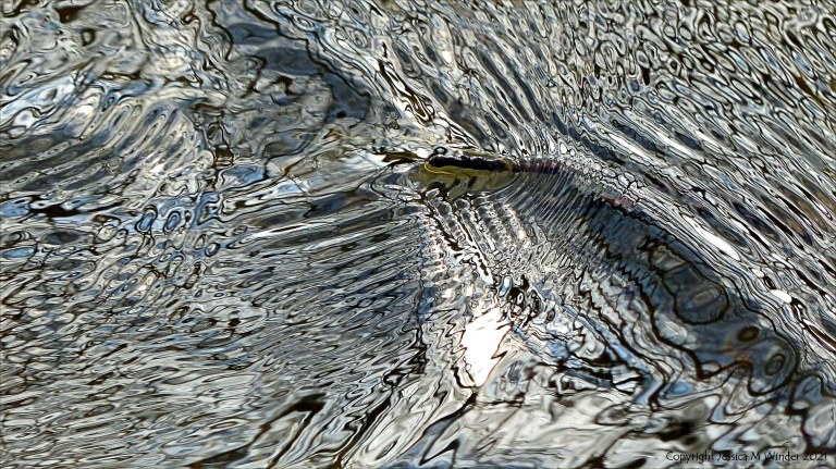 Intricate changing patterns of reflected light on fast flowing water