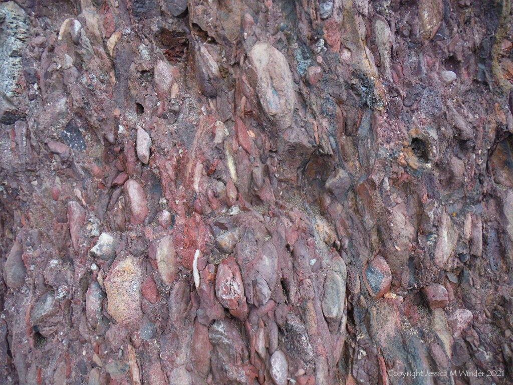 Devonian conglomerate at Trabeg on Dingle in Ireland.