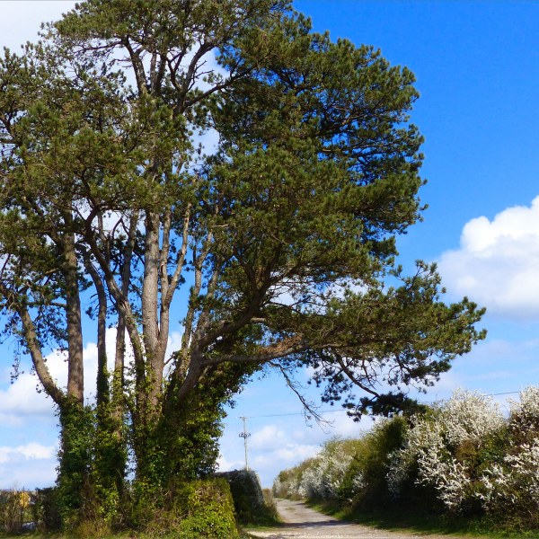 Scene from an April country walk in Dorset