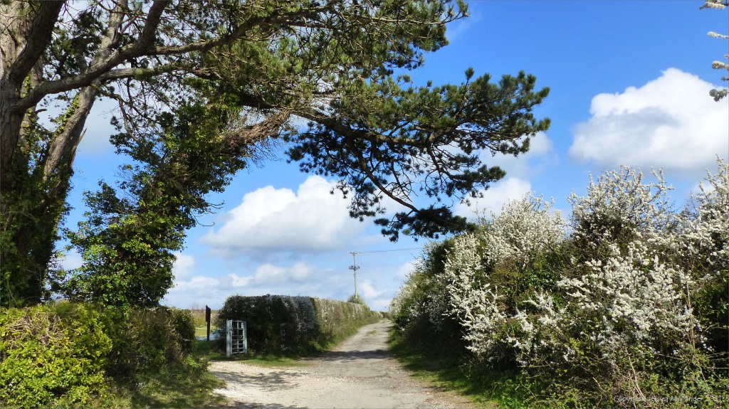By-way in a Dorset country village