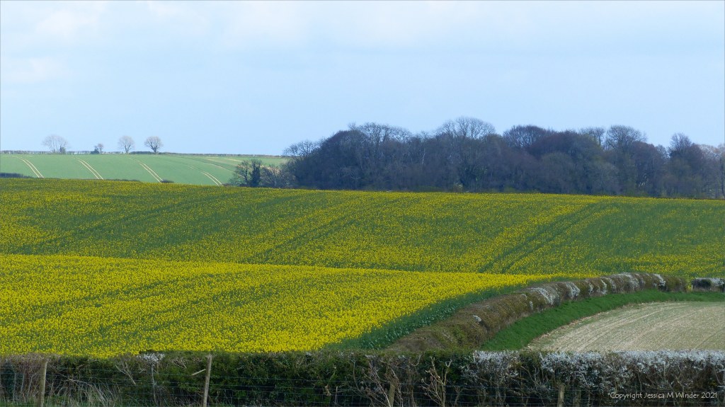 Scene from an April country walk in Dorset