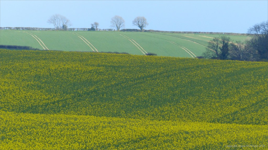 Scene from an April country walk in Dorset