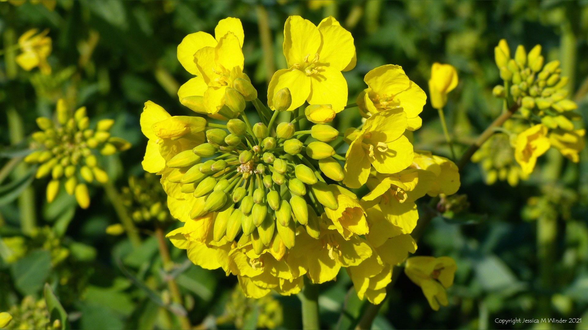 Yellow flower head of oilseed rape with most buds yet to open.