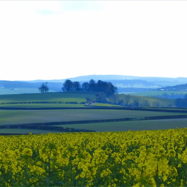 Panoramic view of fields, hedgerows, tree clumps, and yellow flowers of oilseed rape.