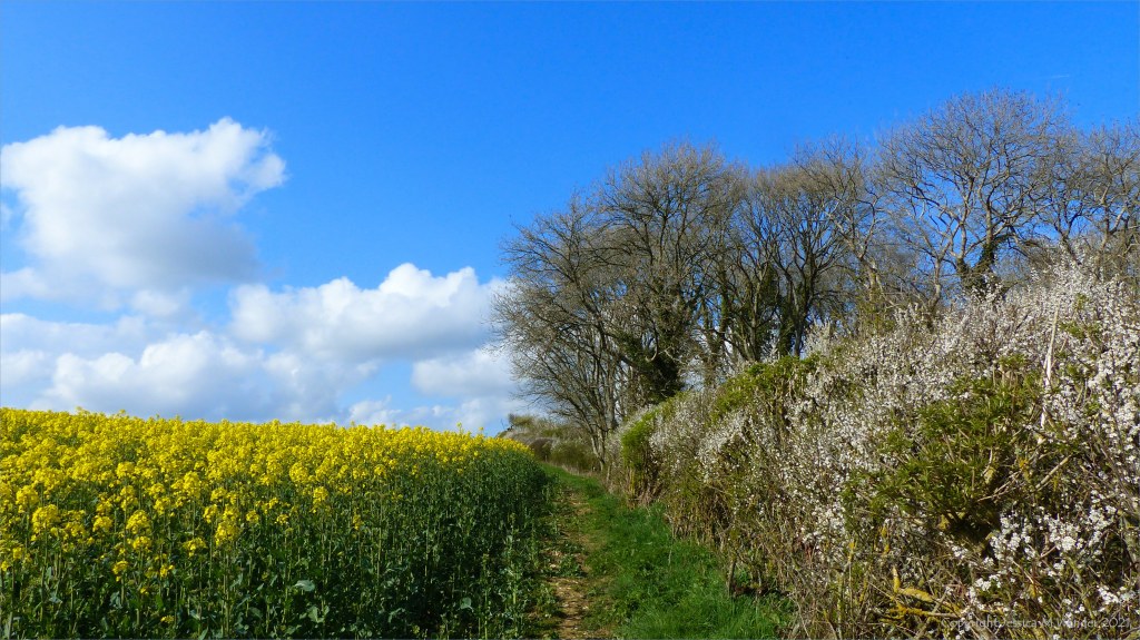 Sunny day, blue sky, white clouds, hedgerow, woods, and rape field in flower