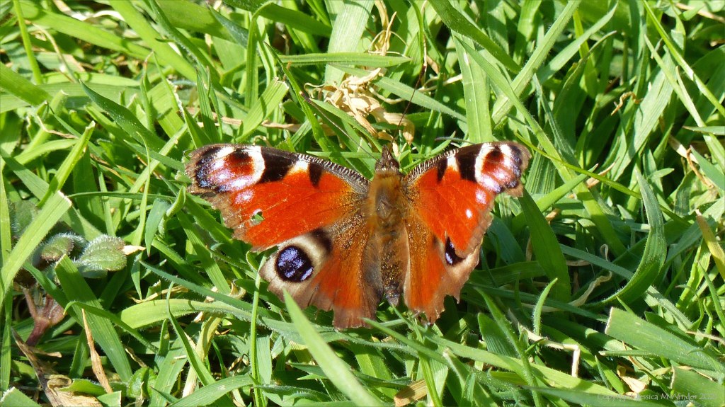 Peacock butterfly with worn wings on grass