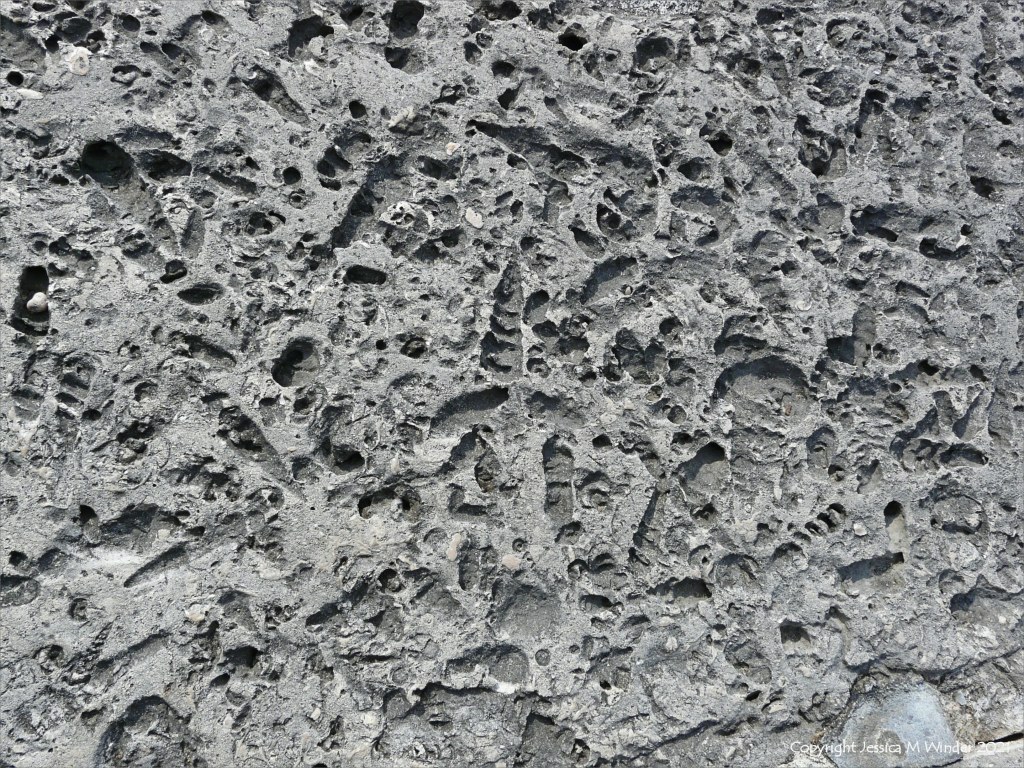 Close-up of a stone block in a sea wall with shaped holes left by erosion of shell fossils