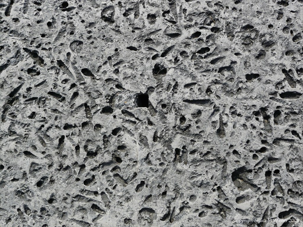 Close-up of a stone block in a sea wall with shaped holes left by erosion of shell fossils