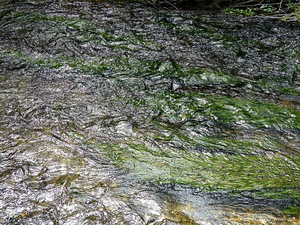 Texture of water flowing over Water Crowfoot in a river